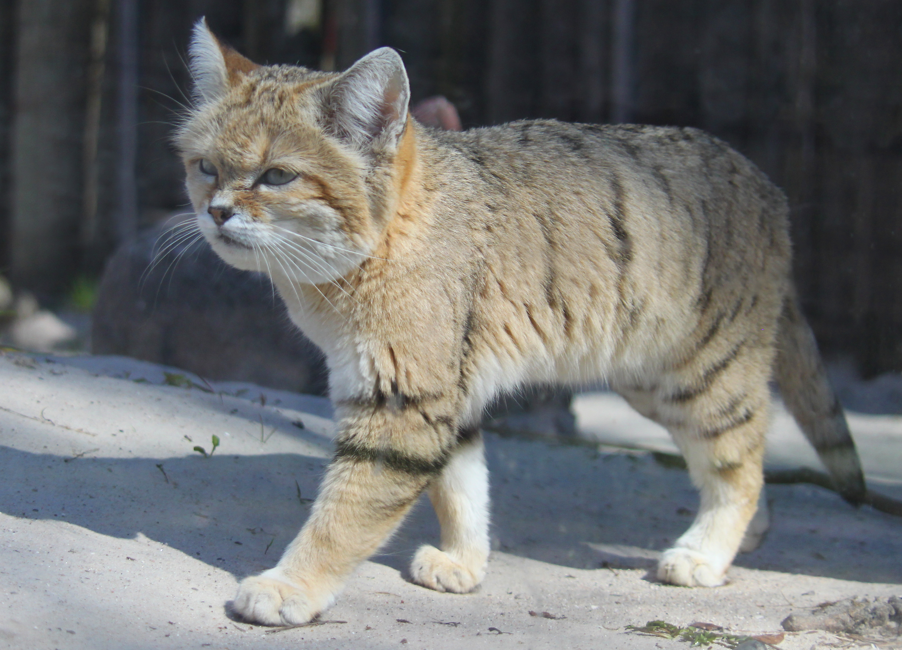 Sand cat